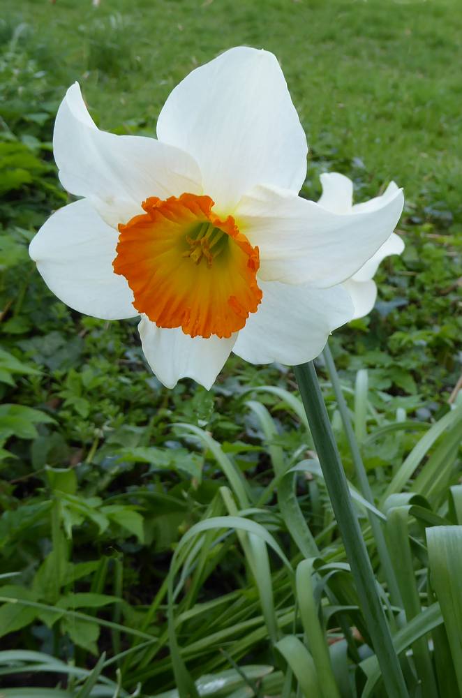 Daffodil